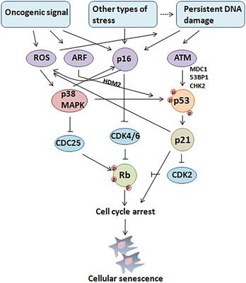 The Paradoxical Role of Cellular Senescence in Cancer Biology Diagrams